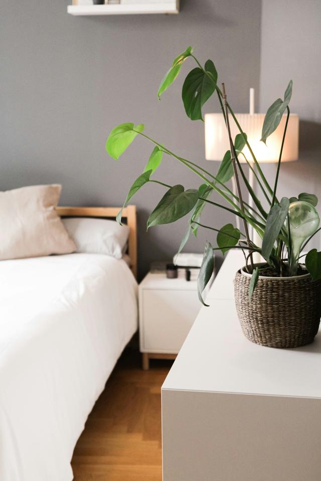 Ein Bett und eine Pflanze in einem Raum