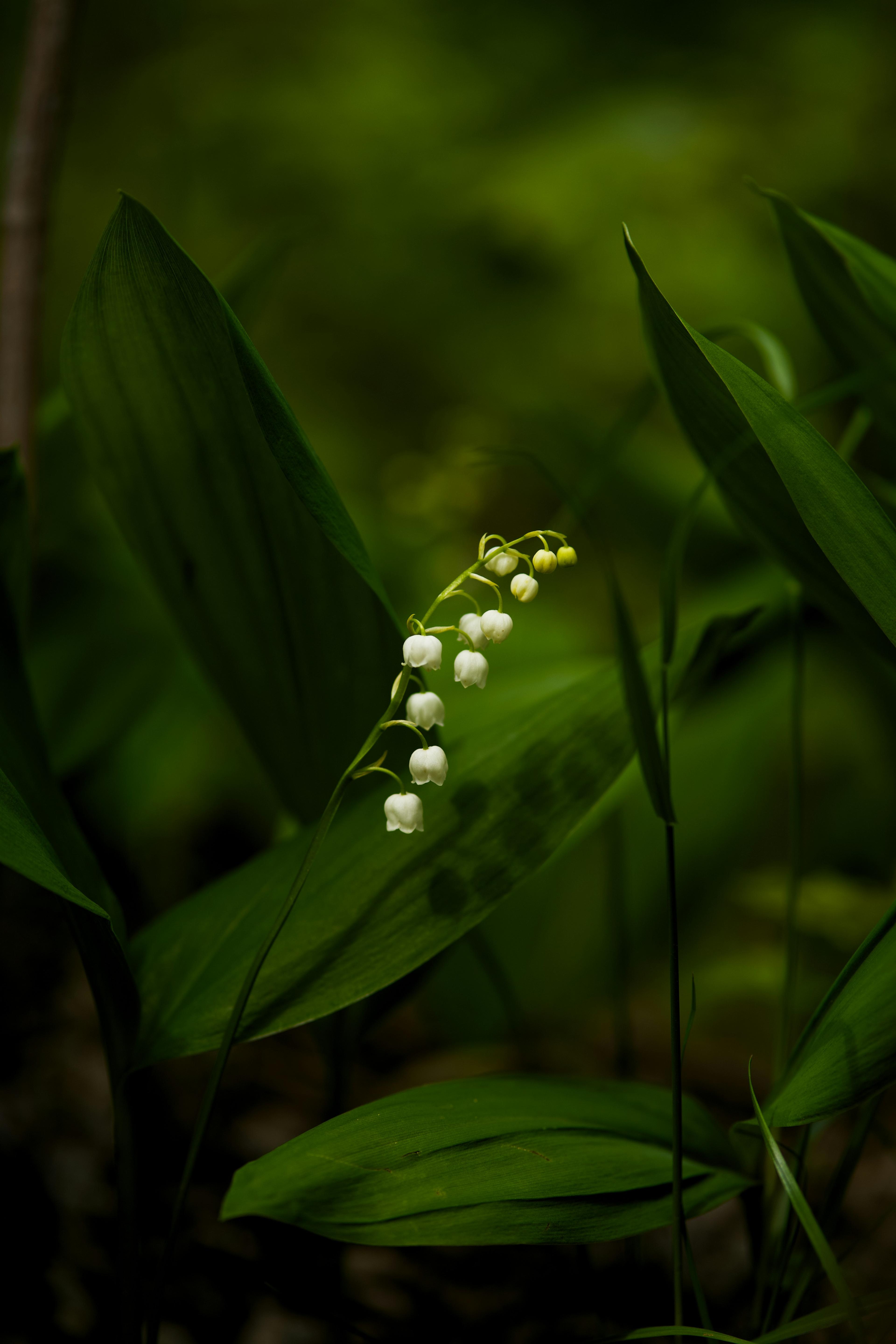 Maiglöckchen auf einer Wiese